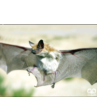 گونه خفاش سروتین شمالی Northern Bat 